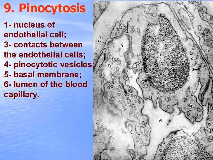 9. Pinocytosis 1 - nucleus of endothelial cell; 3 - contacts between the endothelial