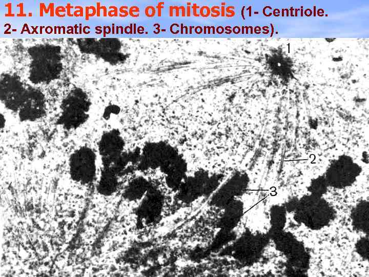 11. Metaphase of mitosis (1 - Centriole. 2 - Axromatic spindle. 3 - Chromosomes).
