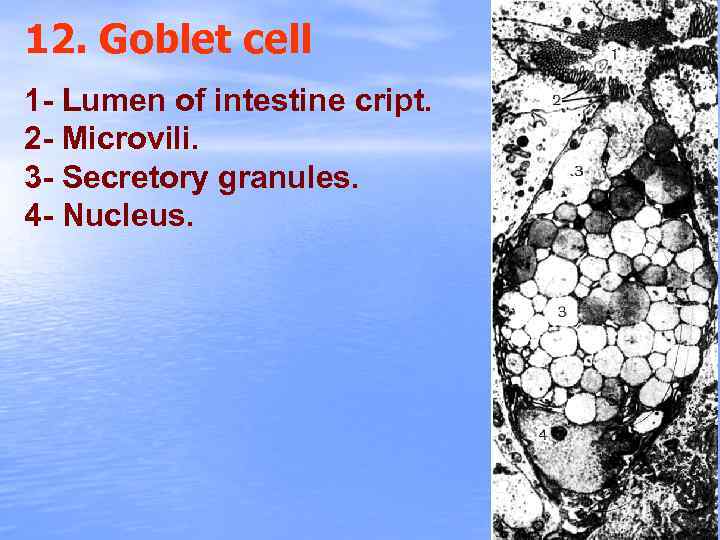12. Goblet cell 1 - Lumen of intestine cript. 2 - Microvili. 3 -