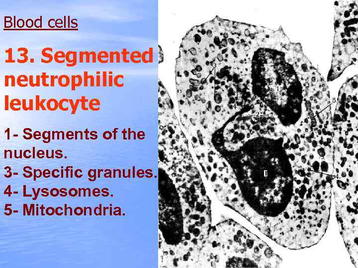 Blood cells 13. Segmented neutrophilic leukocyte 1 - Segments of the nucleus. 3 -