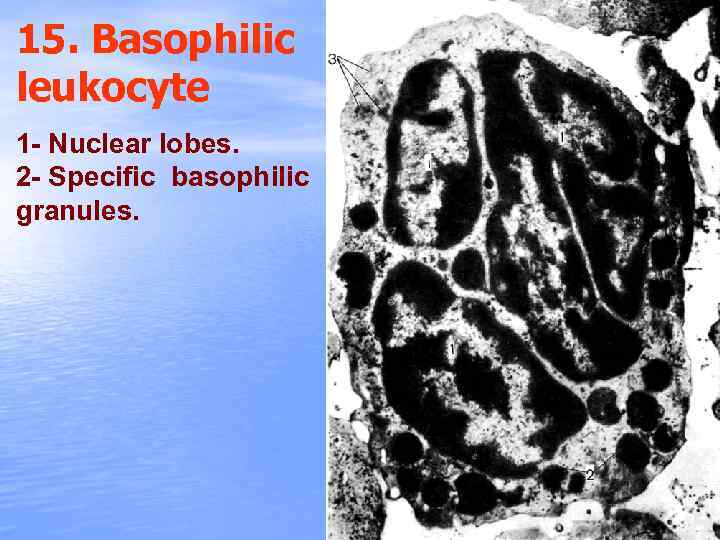 15. Basophilic leukocyte 1 - Nuclear lobes. 2 - Specific basophilic granules. 