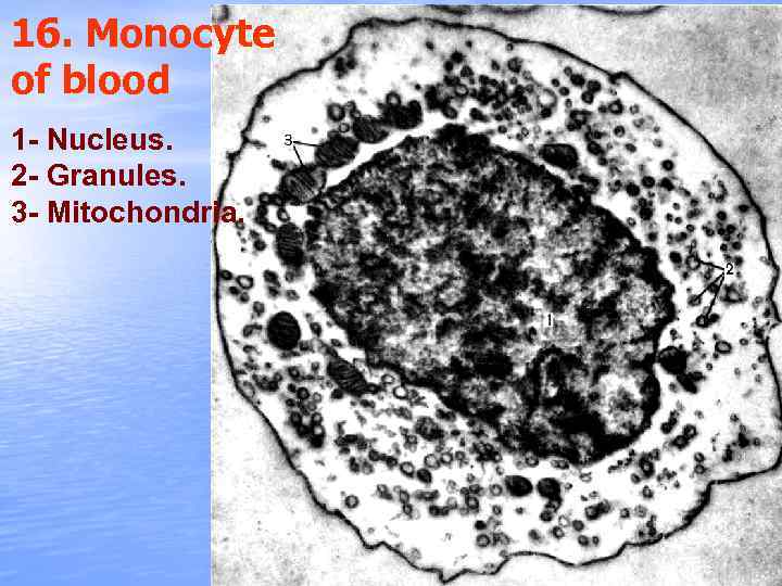 16. Monocyte of blood 1 - Nucleus. 2 - Granules. 3 - Mitochondria. 