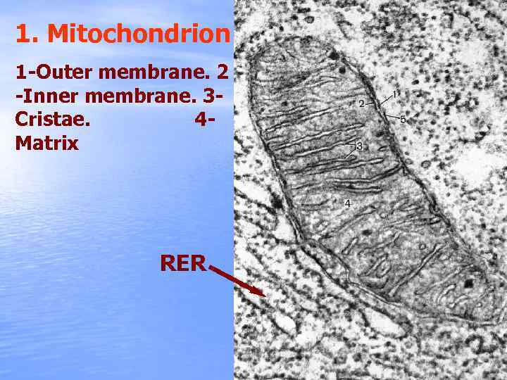 1. Mitochondrion 1 -Outer membrane. 2 -Inner membrane. 3 Cristae. 4 Matrix RER 