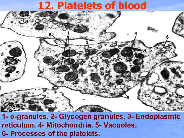12. Platelets of blood 1 - α-granules. 2 - Glycogen granules. 3 - Endoplasmic