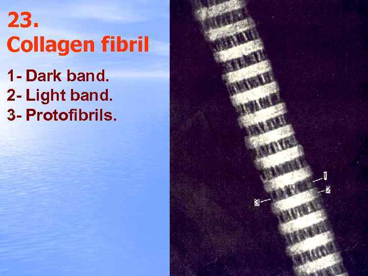 23. Collagen fibril 1 - Dark band. 2 - Light band. 3 - Protofibrils.
