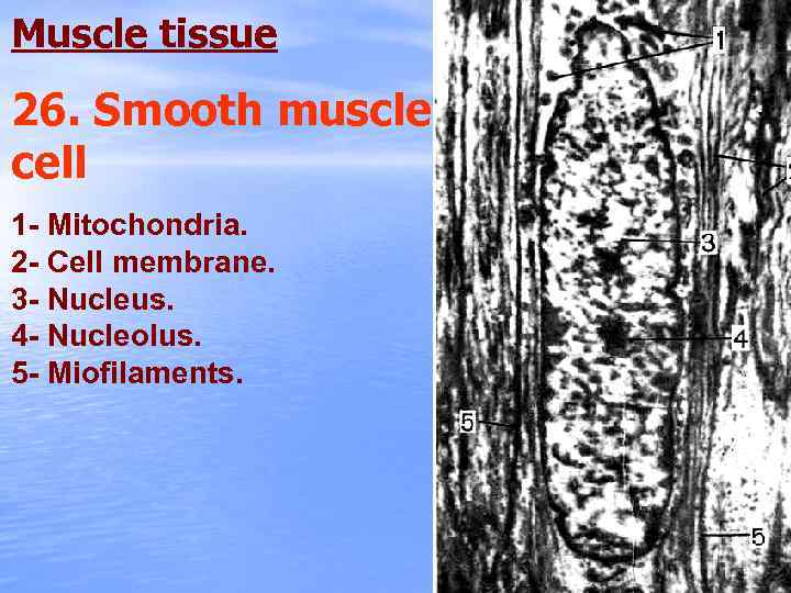 Muscle tissue 26. Smooth muscle cell 1 - Mitochondria. 2 - Cell membrane. 3