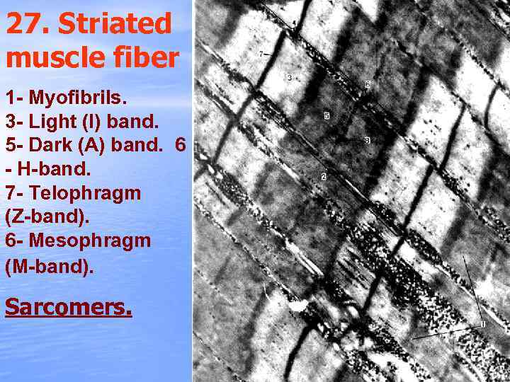 27. Striated muscle fiber 1 - Myofibrils. 3 - Light (I) band. 5 -