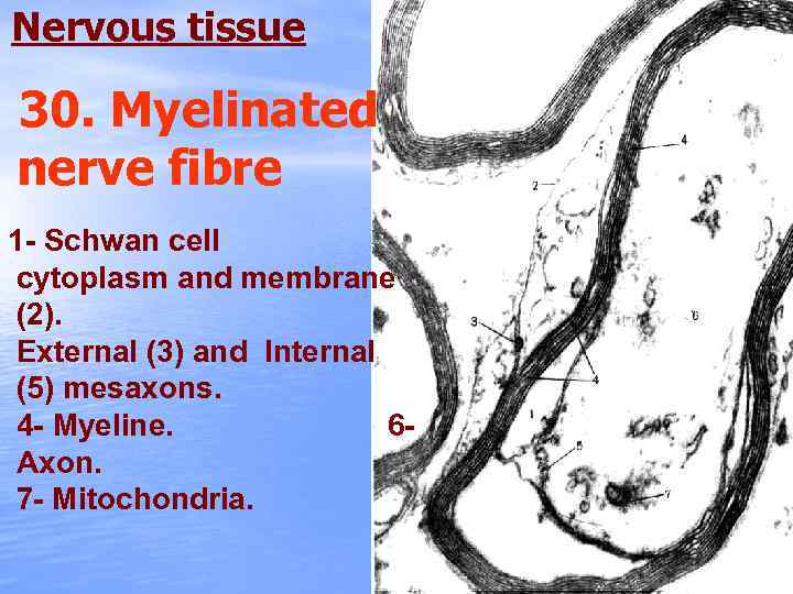 Nervous tissue 30. Myelinated nerve fibre 1 - Schwan cell cytoplasm and membrane (2).