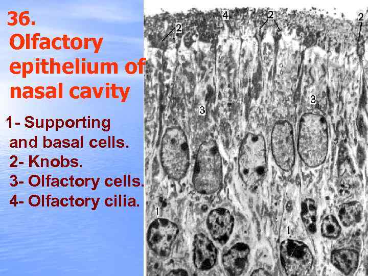 36. Olfactory epithelium of nasal cavity 1 - Supporting and basal cells. 2 -