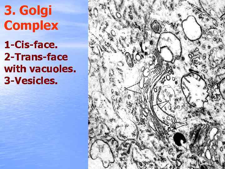 3. Golgi Complex 1 -Cis-face. 2 -Trans-face with vacuoles. 3 -Vesicles. 