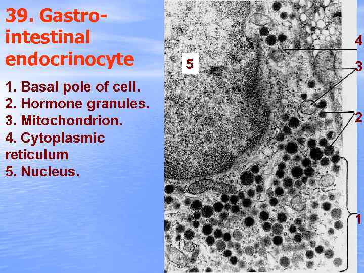 39. Gastrointestinal endocrinocyte 1. Basal pole of cell. 2. Hormone granules. 3. Mitochondrion. 4.