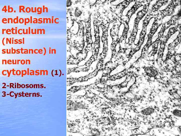 4 b. Rough endoplasmic reticulum (Nissl substance) in neuron cytoplasm (1). 2 -Ribosoms. 3