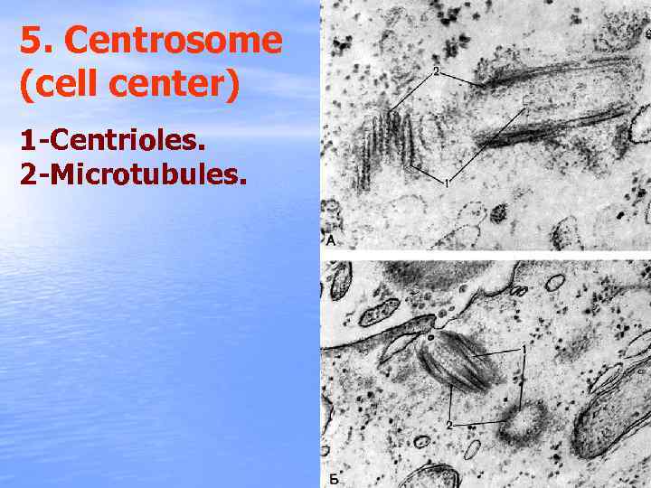 5. Centrosome (cell center) 1 -Centrioles. 2 -Microtubules. 