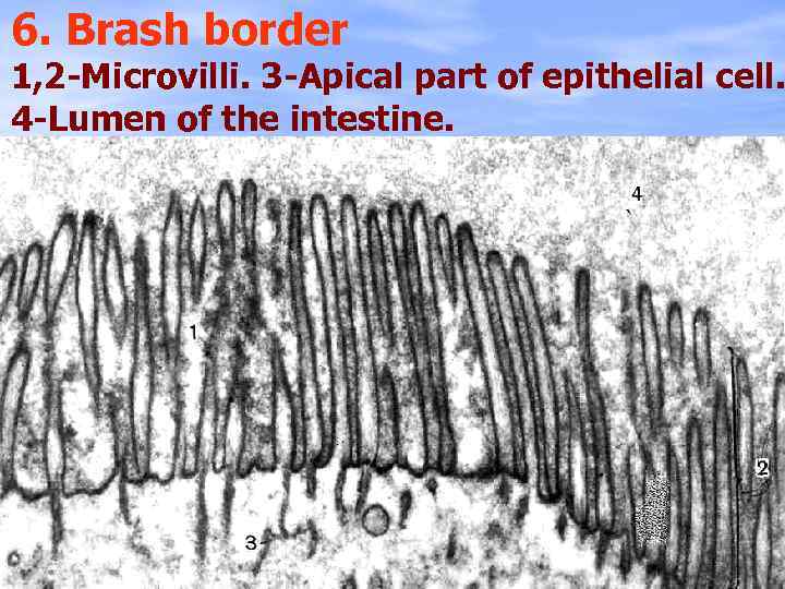 6. Brash border 1, 2 -Microvilli. 3 -Apical part of epithelial cell. 4 -Lumen