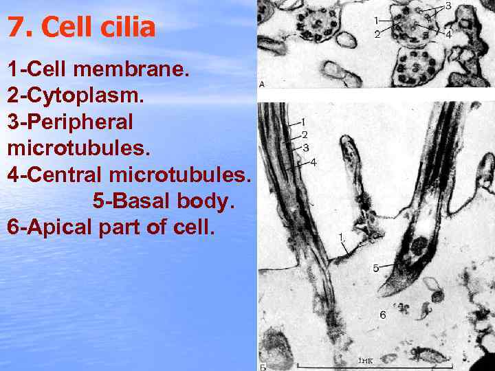7. Cell cilia 1 -Cell membrane. 2 -Cytoplasm. 3 -Peripheral microtubules. 4 -Central microtubules.