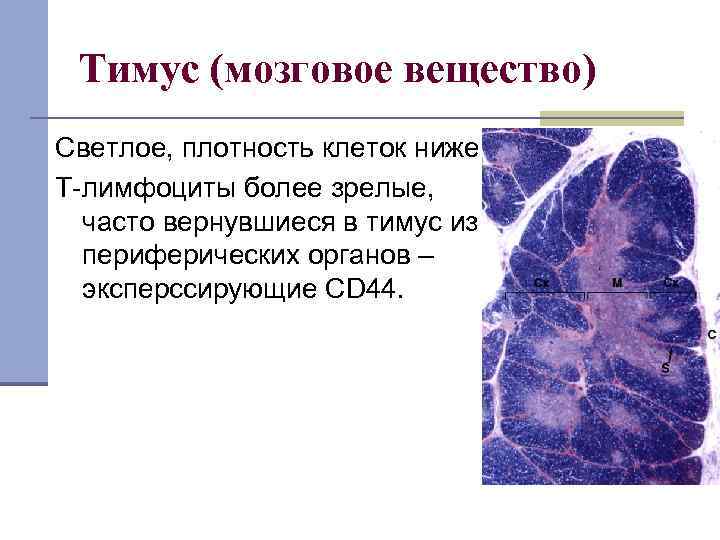 Тимус (мозговое вещество) Светлое, плотность клеток ниже. Т-лимфоциты более зрелые, часто вернувшиеся в тимус