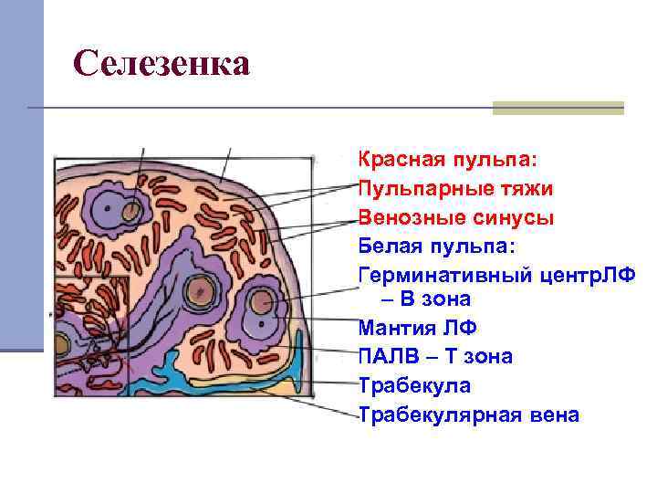 Селезенка Красная пульпа: Пульпарные тяжи Венозные синусы Белая пульпа: Герминативный центр. ЛФ – В