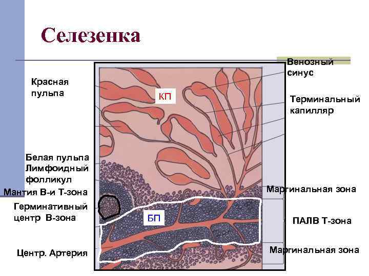 Селезенка Красная пульпа Венозный синус КП Белая пульпа Лимфоидный фолликул Мантия В-и Т-зона Герминативный