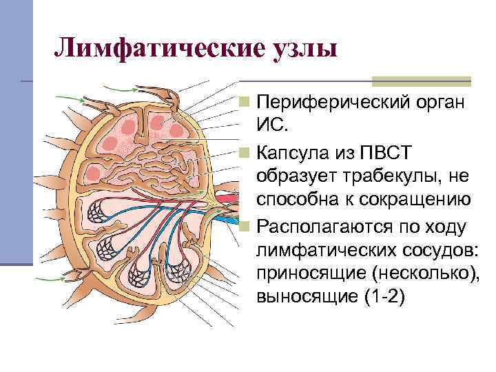 Лимфатические узлы n Периферический орган ИС. n Капсула из ПВСТ образует трабекулы, не способна