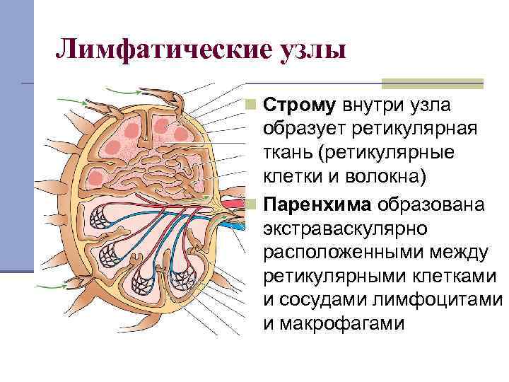 Лимфатические узлы n Строму внутри узла образует ретикулярная ткань (ретикулярные клетки и волокна) n