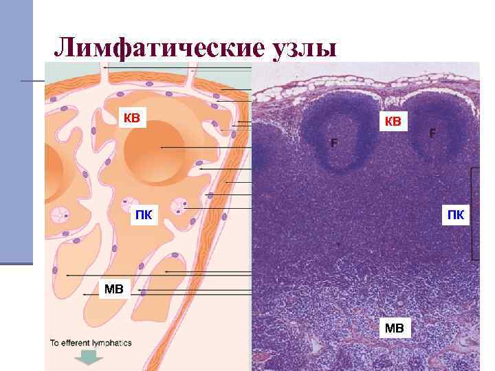 Лимфатические узлы КВ КВ ПК ПК МВ МВ 