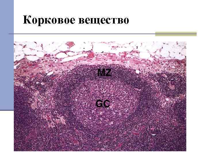 Корковое вещество 