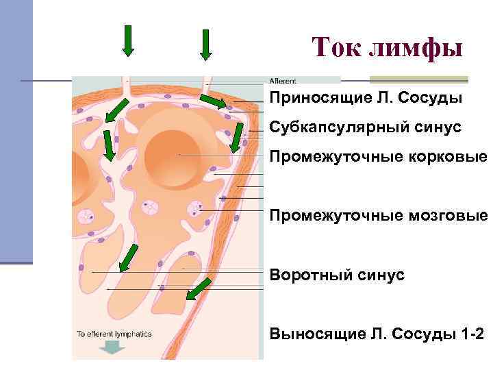 Ток лимфы Приносящие Л. Сосуды Субкапсулярный синус Промежуточные корковые Промежуточные мозговые Воротный синус Выносящие