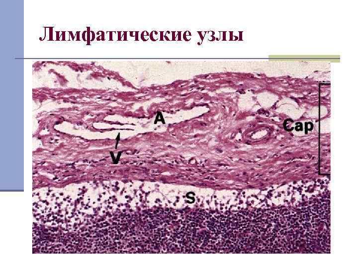 Лимфатические узлы 