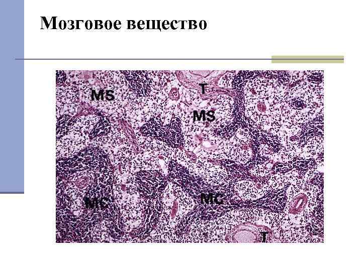 Мозговое вещество 