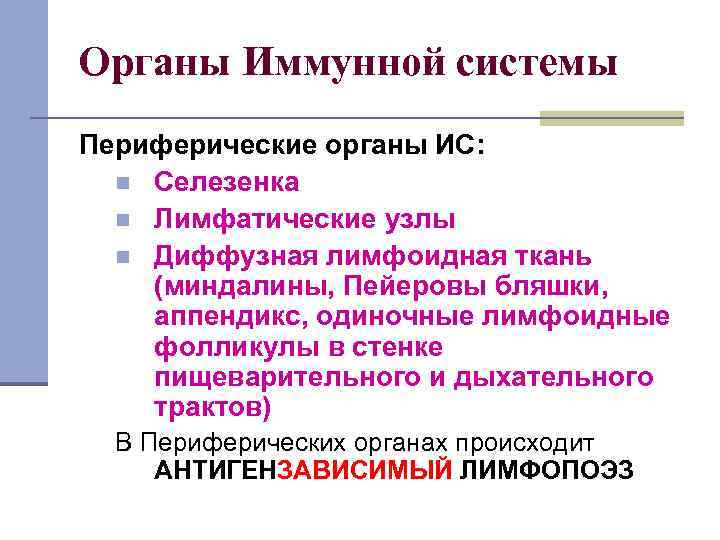 Органы Иммунной системы Периферические органы ИС: n Селезенка n Лимфатические узлы n Диффузная лимфоидная