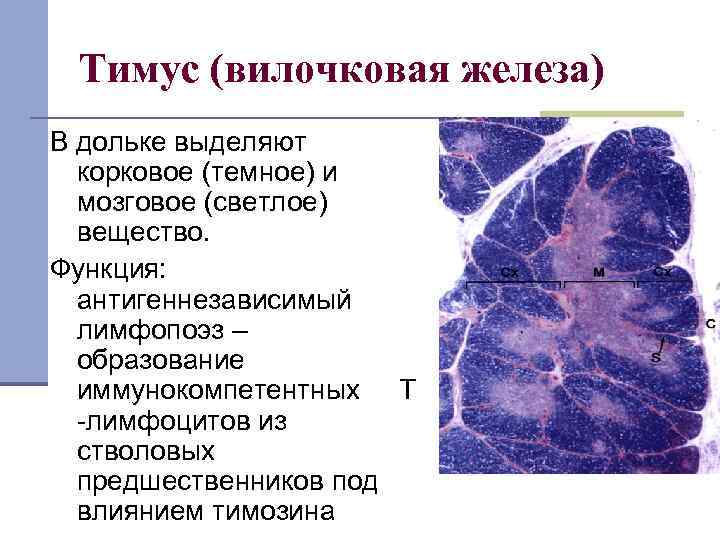 Тимус гистология препарат рисунок