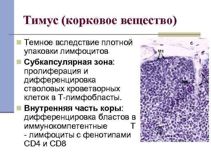 Тимус (корковое вещество) n Темное вследствие плотной упаковки лимфоцитов n Субкапсулярная зона: пролиферация и