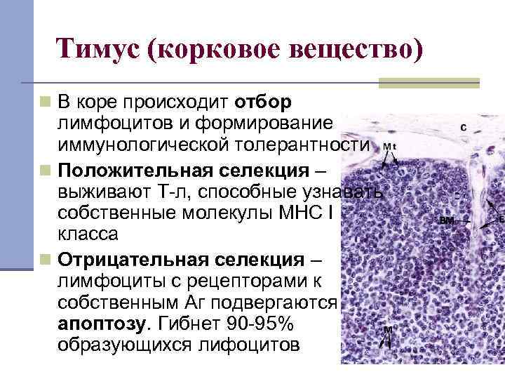 Тимус (корковое вещество) n В коре происходит отбор лимфоцитов и формирование иммунологической толерантности n