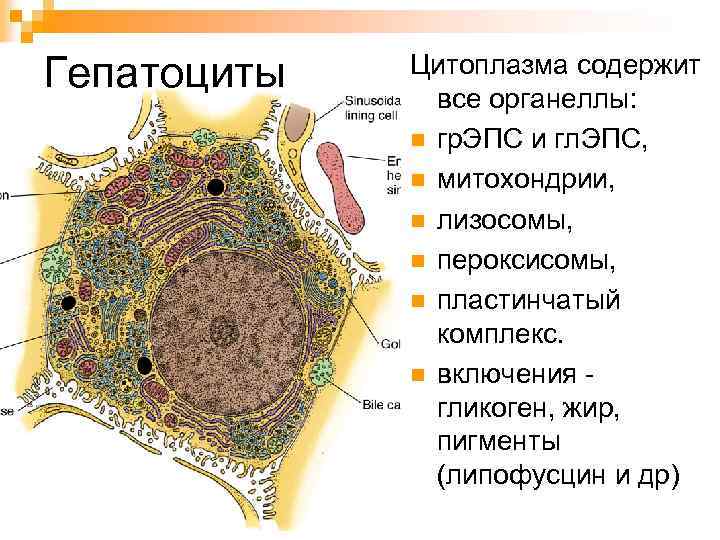 Гепатоциты Цитоплазма содержит все органеллы: n гр. ЭПС и гл. ЭПС, n митохондрии, n