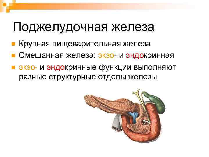 Поджелудочная железа n n n Крупная пищеварительная железа Смешанная железа: экзо- и эндокринная экзо-