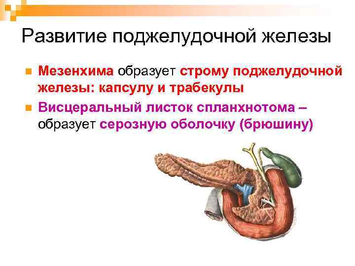 Развитие поджелудочной железы n n Мезенхима образует строму поджелудочной железы: капсулу и трабекулы Висцеральный