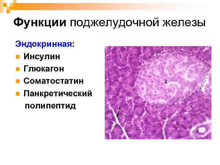 Функции поджелудочной железы Эндокринная: n Инсулин n Глюкагон n Соматостатин n Панкретический полипептид 