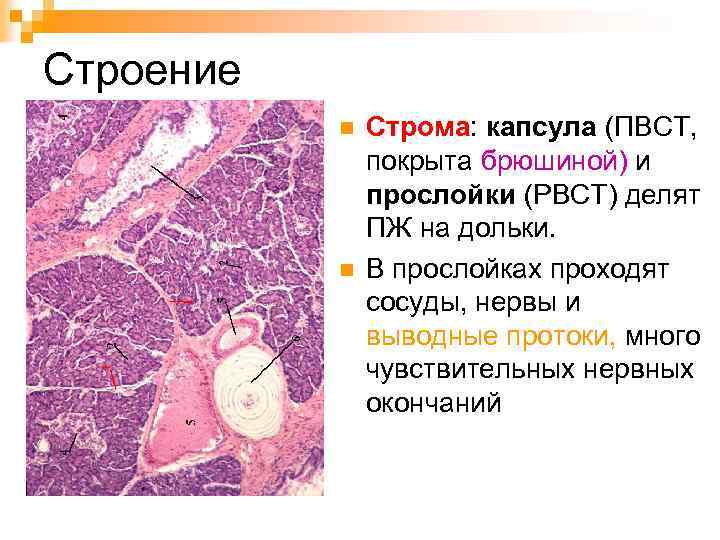 Строение n n Строма: капсула (ПВСТ, покрыта брюшиной) и прослойки (РВСТ) делят ПЖ на