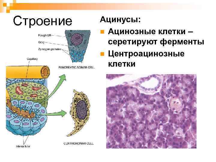 Строение Ацинусы: n Ацинозные клетки – серетируют ферменты n Центроацинозные клетки 