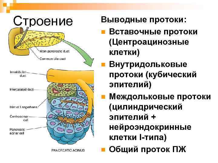 Строение Выводные протоки: n Вставочные протоки (Центроацинозные клетки) n Внутридольковые протоки (кубический эпителий) n