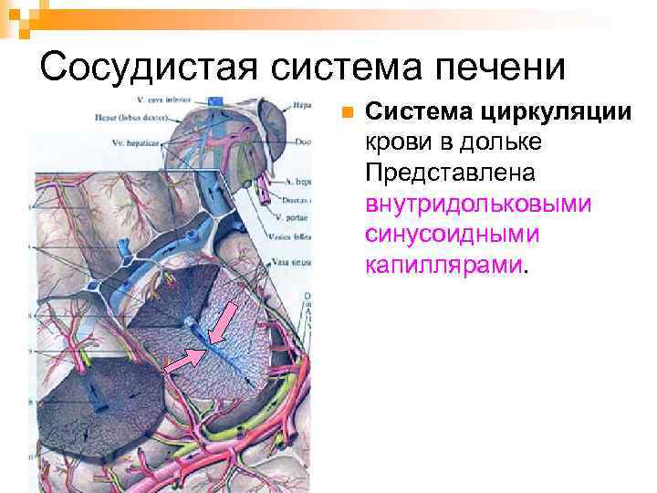 Строение стенки синусоидных капилляров печени