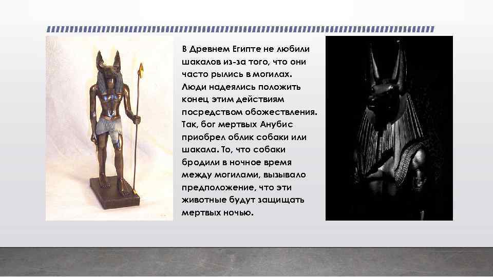 В Древнем Египте не любили шакалов из-за того, что они часто рылись в могилах.