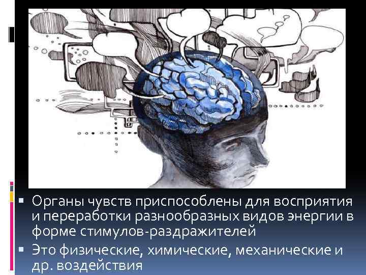  Органы чувств приспособлены для восприятия и переработки разнообразных видов энергии в форме стимулов-раздражителей