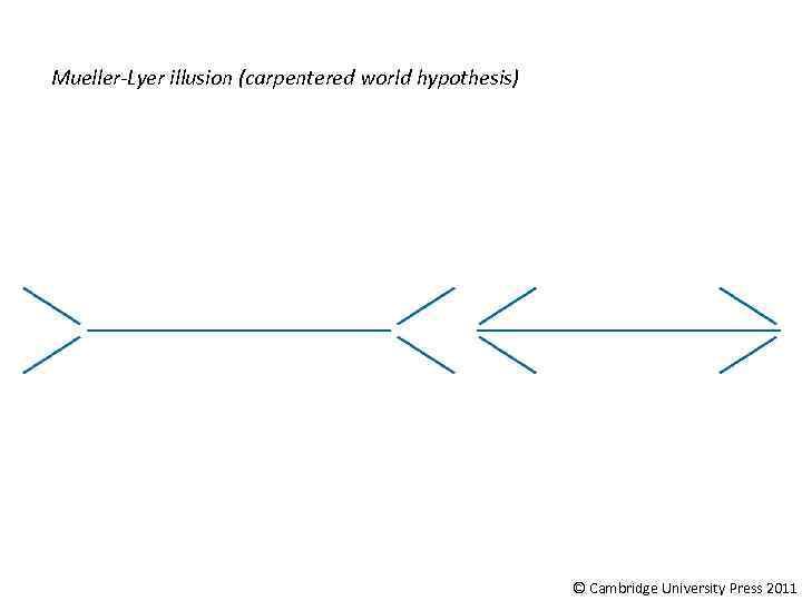 Mueller-Lyer illusion (carpentered world hypothesis) © Cambridge University Press 2011 