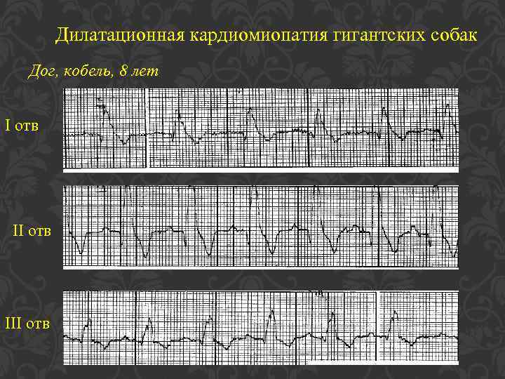 Дилатационная кардиомиопатия гигантских собак Дог, кобель, 8 лет I отв III отв 