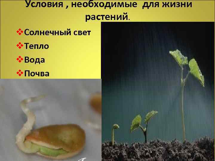 Условия , необходимые для жизни растений. v. Солнечный свет v. Тепло v. Вода v.