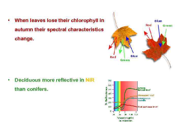  • When leaves lose their chlorophyll in autumn their spectral characteristics change. •