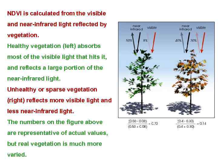 NDVI is calculated from the visible and near-infrared light reflected by vegetation. Healthy vegetation