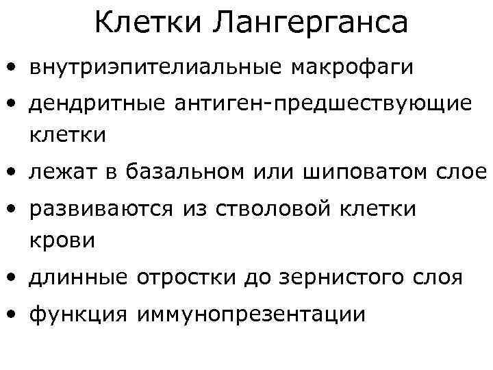 Клетки Лангерганса • внутриэпителиальные макрофаги • дендритные антиген-предшествующие клетки • лежат в базальном или