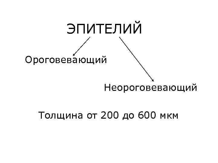 ЭПИТЕЛИЙ Ороговевающий Неороговевающий Толщина от 200 до 600 мкм 